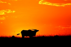 Masai Mara Hues