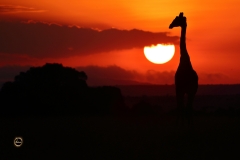 No, I can't swallow it