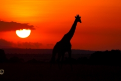 Magical Dawn in Masai Mara
