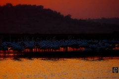 Bhigwan Hues