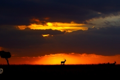 Magical Evening