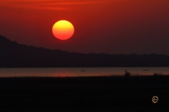 Tadoba Hues