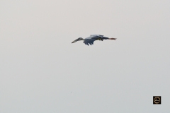 Asian Openbill Stork in flight
