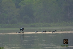 Asian Openbill
