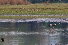 Black-Necked Stork