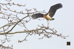 Landing! Lesser Adjutant Stork