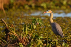 Whistling Heron basking in evening light