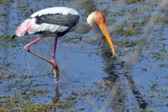 Painted Stork