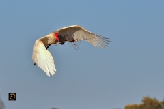 Jabiru Stork carrying nesting material