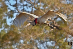 Jabiru Stork in flight