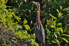 Rufescent Tiger Heron