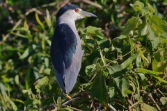 Black-Crowned Night Heron