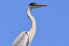 Cocoi Heron
