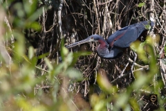 Agami Heron