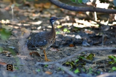 Sunbittern