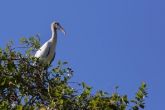 Wood Stork