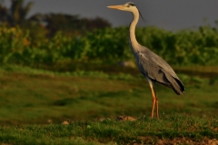 Grey Heron