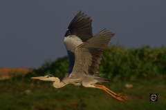 Grey Heron in flight