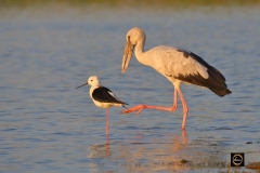Two (Species) in One, Black-Winged Stilt and Asian Openbill Stork