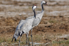 Common Crane