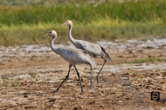 Common Crane - Juvenile
