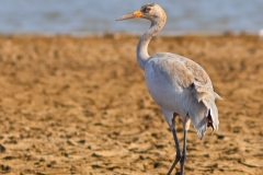 Common Crane - Juvenile