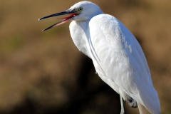Little Egret