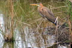 Purple Heron