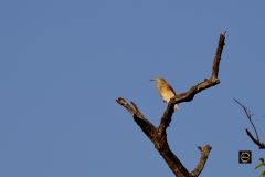 Pond Heron