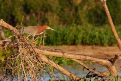 Rufescent Tiger Heron