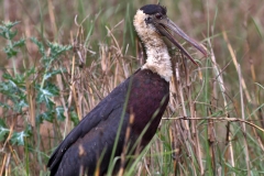 Woolly-Necked Stork