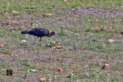 Red-Naped Ibis