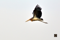 Lesser Adjutant Stork, in flight
