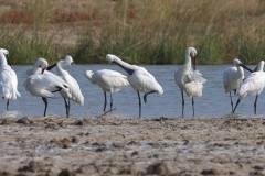 Spoonbills, Antics!
