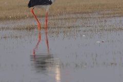 White Stork