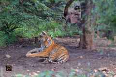 Big Cats