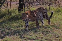Kabaso (Male) Leopard