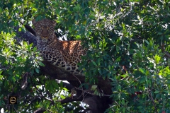 Kabaso (Female) Leopard