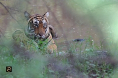 Tigress Krishna