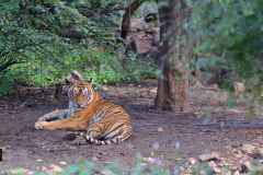 Tigress Machhali