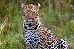 Siri (Female) Leopard