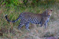 Siri (Female) Leopard