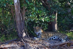 Jaguar Hunter
