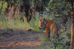 Tiger Teddy Bear