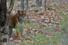 Tigress Noor