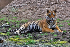 Tiger Ustad