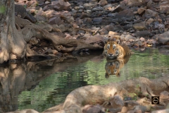 Tiger Sitara - Star