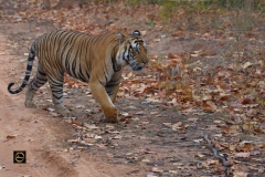 Mahaman Tiger
