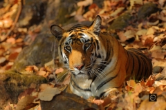 Tigress Solo