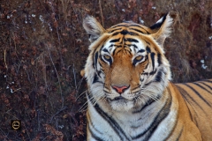 Mahaman Tigress